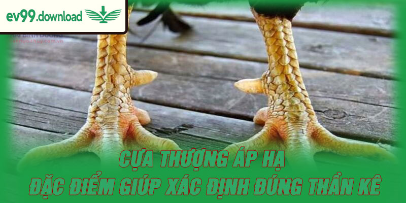 Cựa Thượng Áp Hạ | Đặc Điểm Giúp Xác Định Đúng Thần Kê
