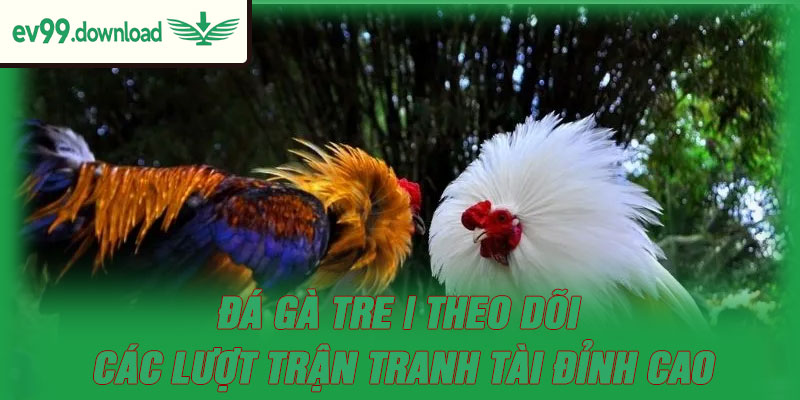 Đá Gà Tre | Theo Dõi Các Lượt Trận Tranh Tài Đỉnh Cao