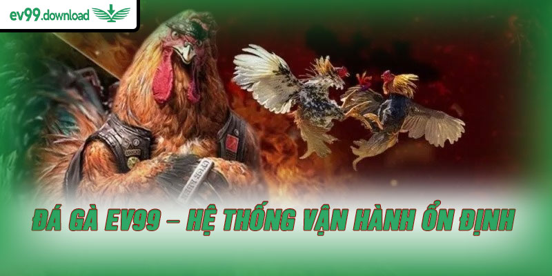 Đá gà EV99 – Hệ thống vận hành ổn định
