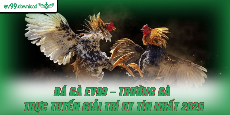 Đá gà EV99 – Sân chơi trực tuyến uy tín