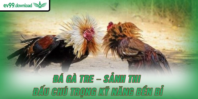 Đá gà tre – Sảnh thi đấu chú trọng kỹ năng bền bỉ