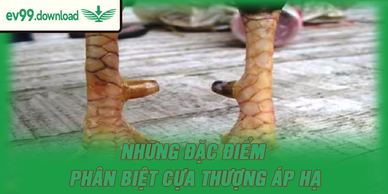 Những đặc điểm phân biệt cựa thượng áp hạ