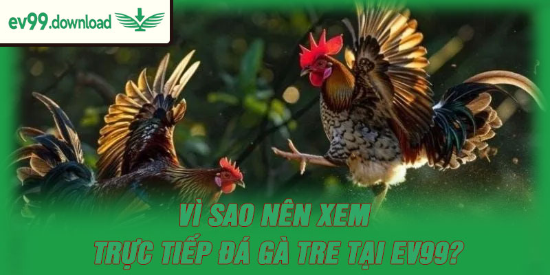 Vì sao nên xem trực tiếp đá gà tre tại EV99?